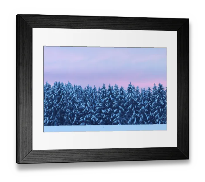 Framed Print : Winter spruce (Picea) (Pinaceae) forest