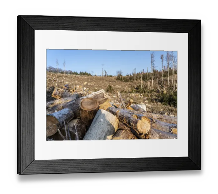 Framed Print : Cleared forest area north of the village of Hirschberg Framed Print : Cleared forest area north of the village of Hirschberg