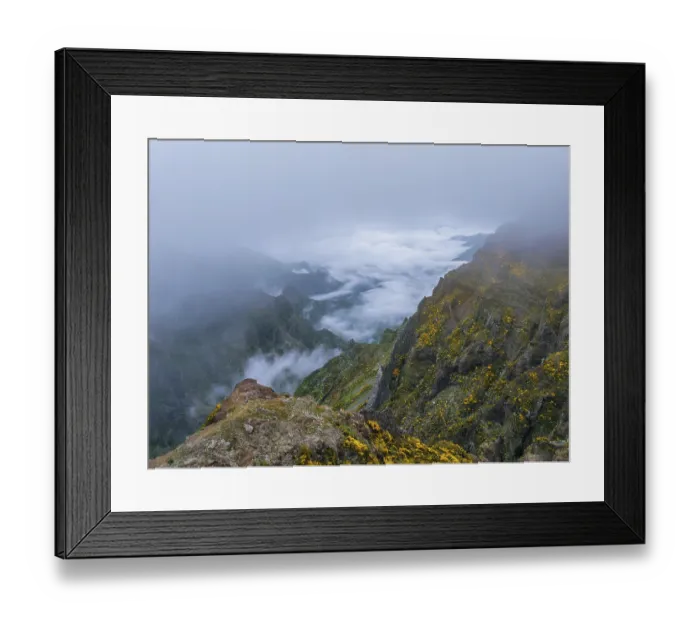Framed Print : A mountain covered in fog and clouds with blooming Cytisus shrubs