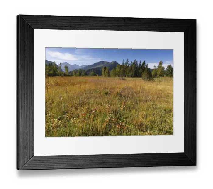 Framed Print : Moor in autumn, moor pond near Oberstdorf Framed Print : Moor in autumn, moor pond near Oberstdorf