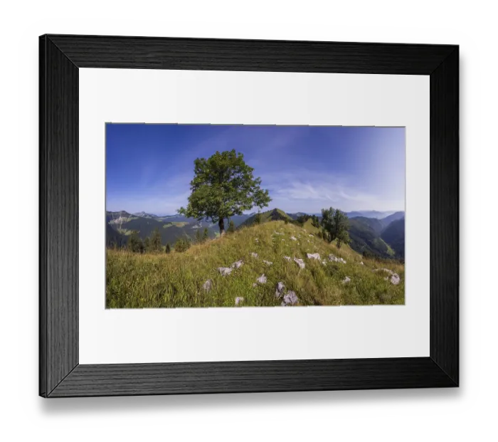 Framed Print : Sycamore maple on the hiking trail to the Koenigsberger Horn
