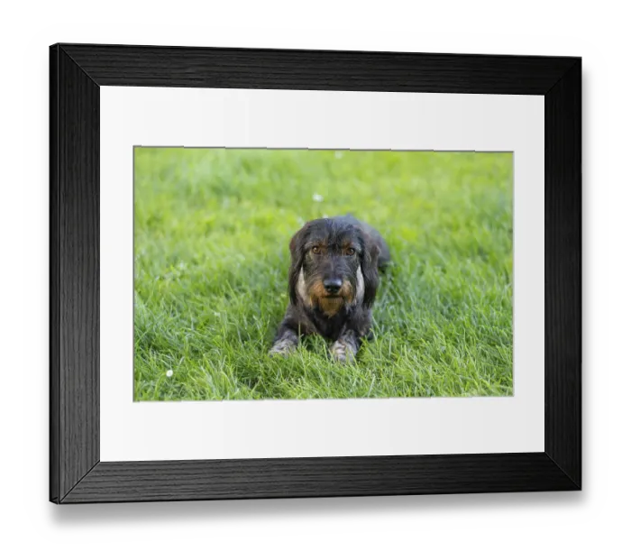Framed Print : Rough-haired dachshund (Canis lupus familiaris) male