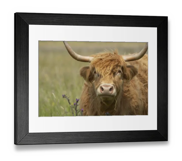 Framed Print : Highland cattle (Bos taurus) adult animal head portrait