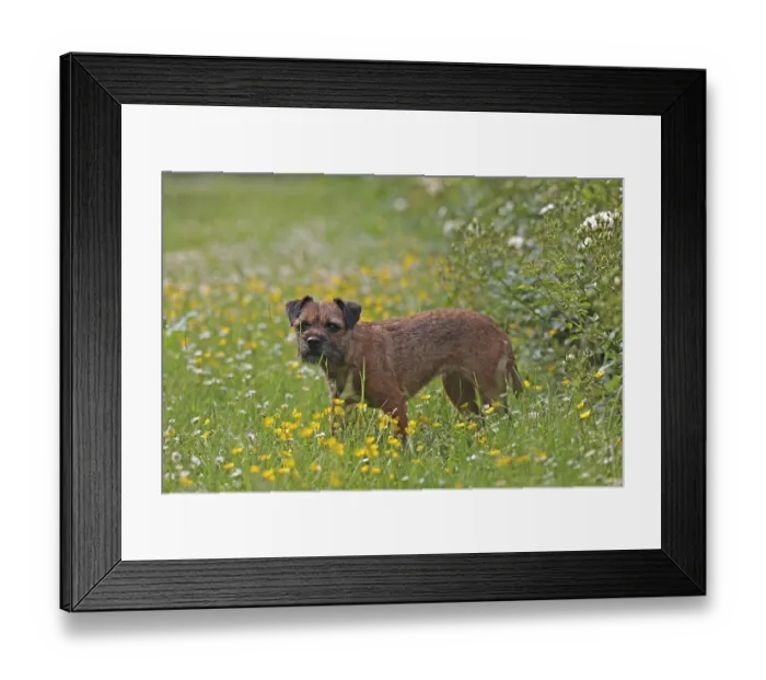 Framed Print : Border Terrier Framed Print : Border Terrier