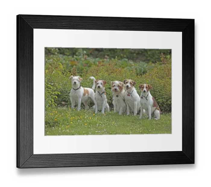 Framed Print : Kromfohrlaender Framed Print : Kromfohrlaender