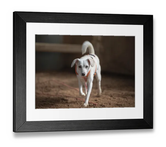 Framed Print : Domestic dog (Canis lupus familiaris)