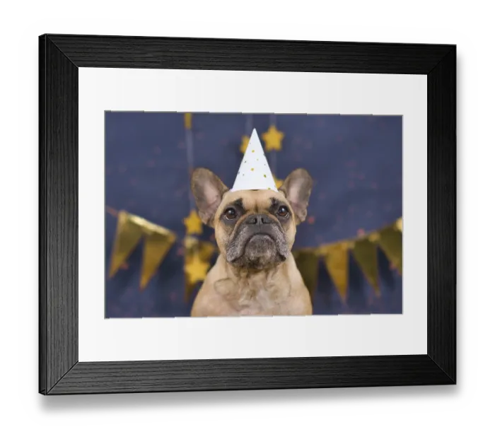 Framed Print : Cute French Bulldog dog wearing New Years Eve party celebration hat in front of blue background with golden garlands