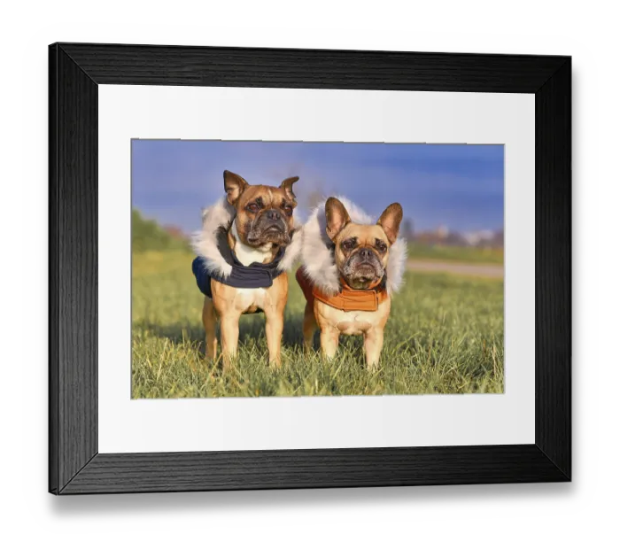 Framed Print : Pair of fawn French Bulldog dogs wearing warm winter clothes with fur collar as protection from cold temperatures