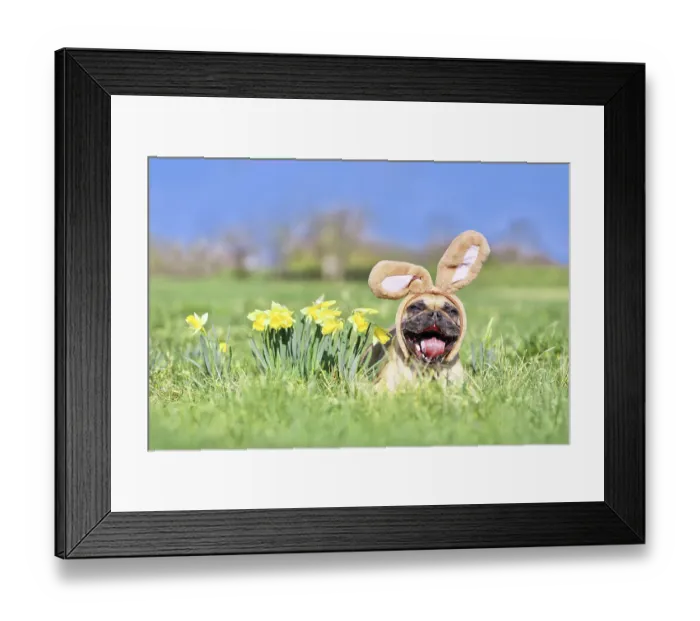 Framed Print : Funny Easter French Bulldog dog with rabbit costume ears and open mouth next to daffodil spring flowers