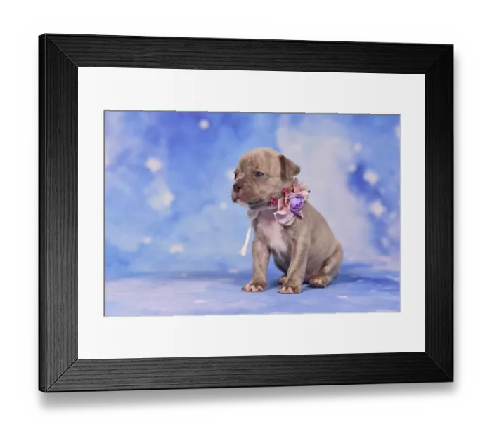 Framed Print : Four weeks purebred young Lilac Brindle French Bulldog puppy with healthy long nose and tail