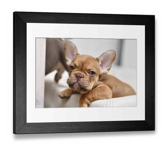 Framed Print : 10 weeks young Mocca French Bulldog dog puppy