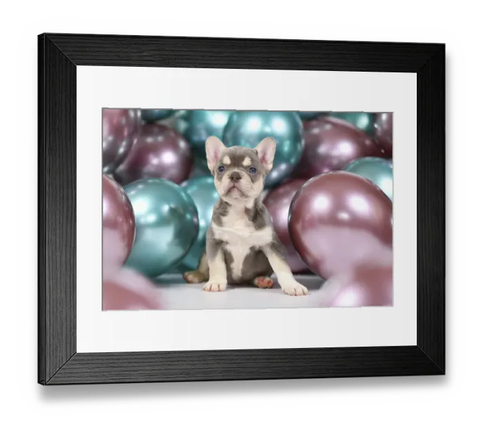 Framed Print : Cute 6 weeks young healthy tan French Bulldog dog puppy with husky markings and colorful balloons in background