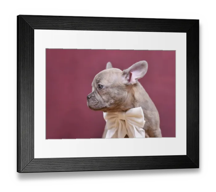 Framed Print : Young lilac Brindle French Bulldog dog puppy with long healthy nose in front of studio background