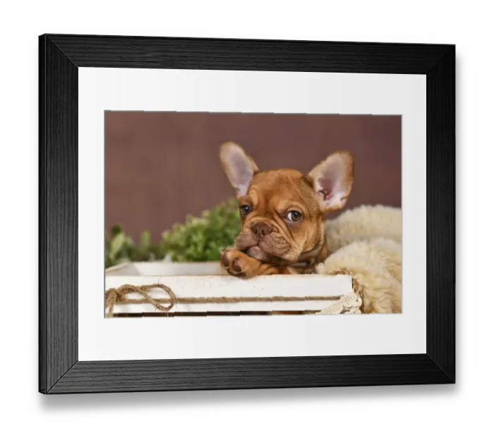 Framed Print : Cute Mocca French Bulldog dog puppy in box in front of brown background