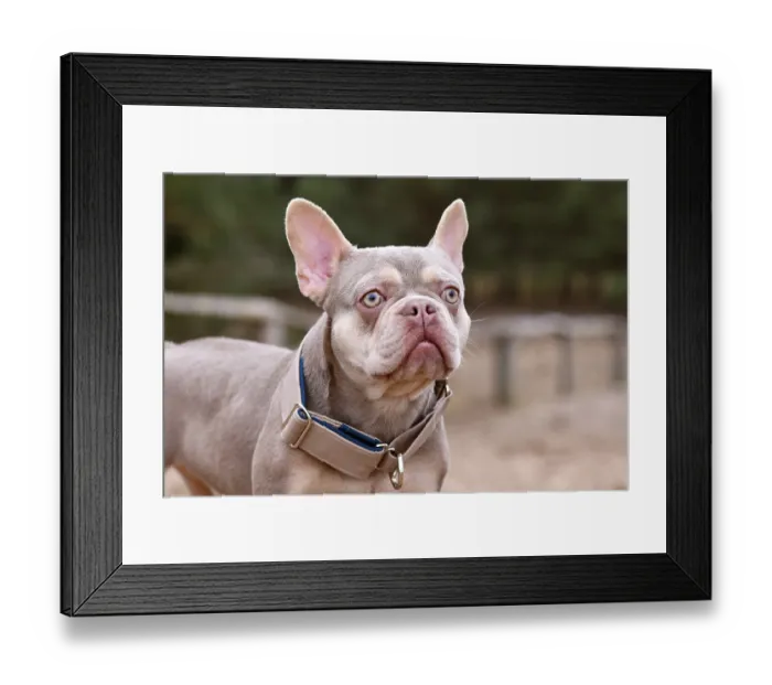 Framed Print : New Shade Isabella orange Tan colored French Bulldog with wide dog pull stop collar