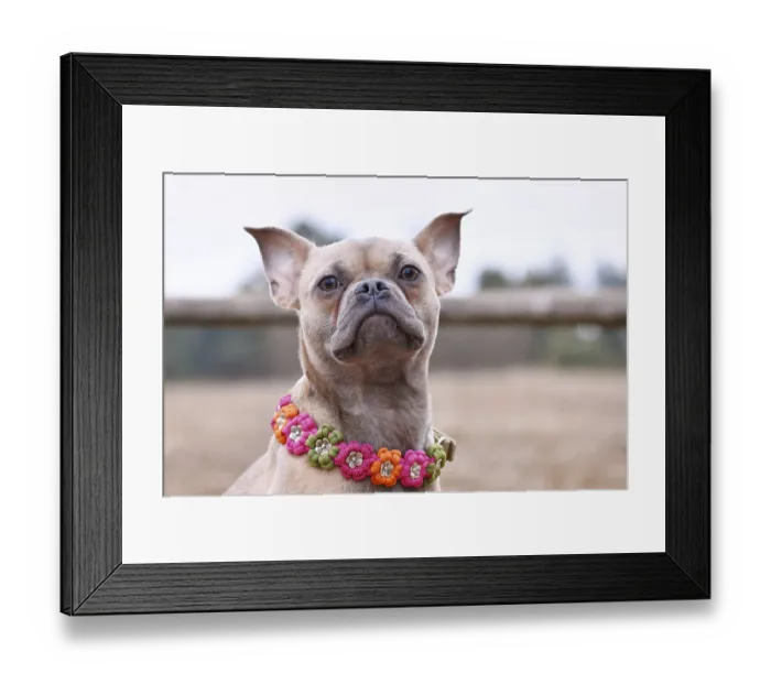 Framed Print : French Bulldog dog mix with paracord flower collar