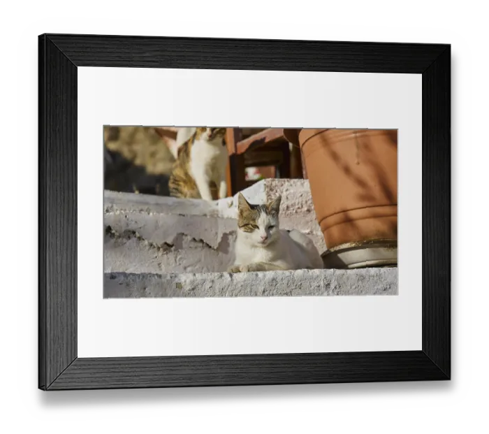 Framed Print : A cat lies on a staircase next to a large plant pot in the shade