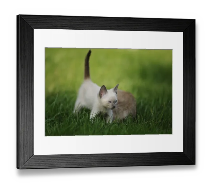 Framed Print : Young Siamese cat (Siamese Seal Point cat) little kitten in the green grass
