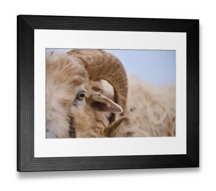 Framed Print : Domestic sheep (Ovis aries) Heidschnucke moorland sheep