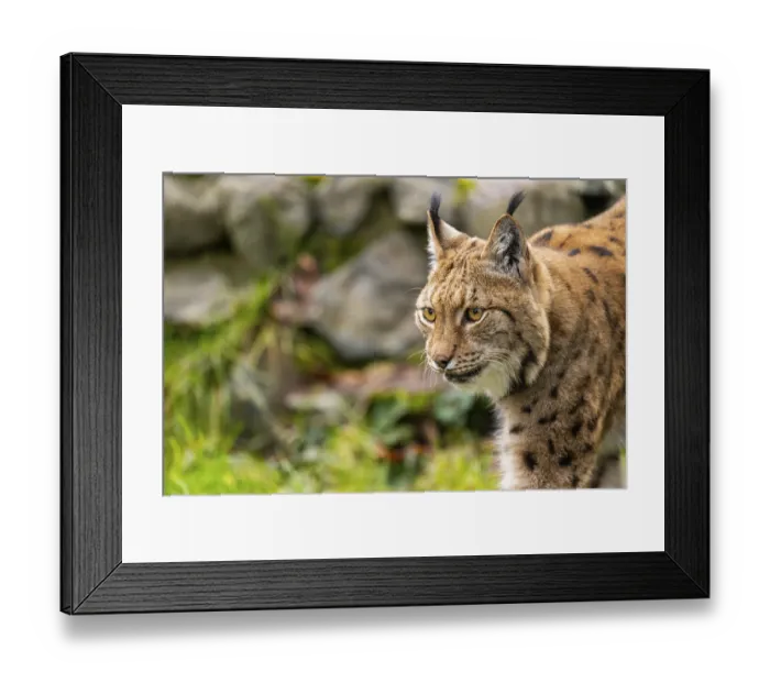 Framed Print : Eurasian lynx (Lynx lynx), in a forest Framed Print : Eurasian lynx (Lynx lynx), in a forest