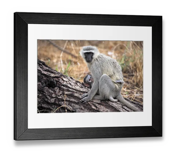 Framed Print : Vervet Monkey (Chlorocebus pygerythrus) Framed Print : Vervet Monkey (Chlorocebus pygerythrus)