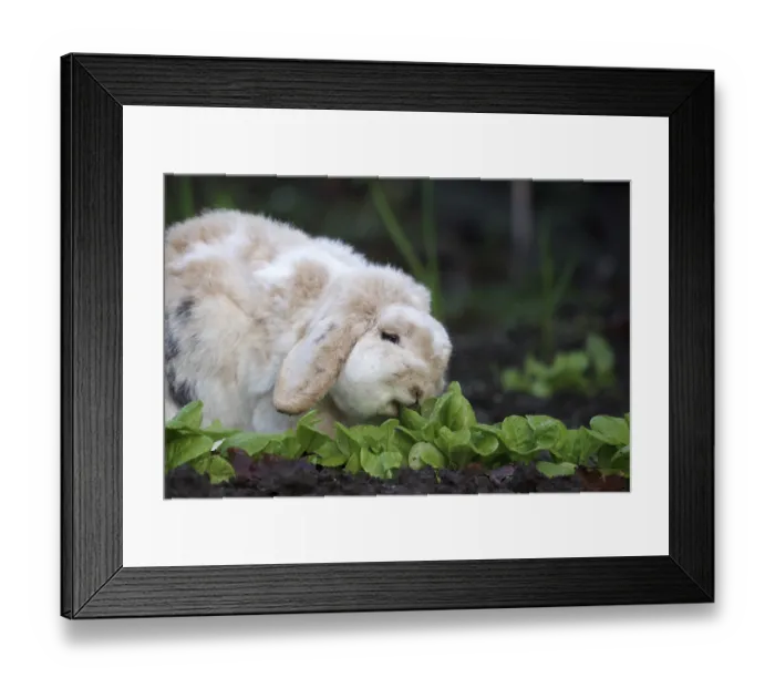 Framed Print : Rabbit (Oryctolagus cuniculus domestica) Framed Print : Rabbit (Oryctolagus cuniculus domestica)