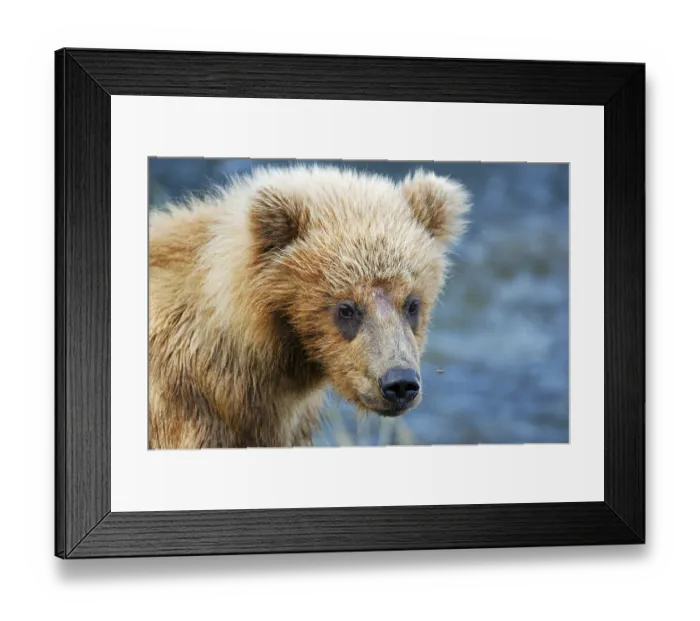 Framed Print : Brown bear [Ursus arctos), young animal Katmai National Park Framed Print : Brown bear [Ursus arctos), young animal Katmai National Park