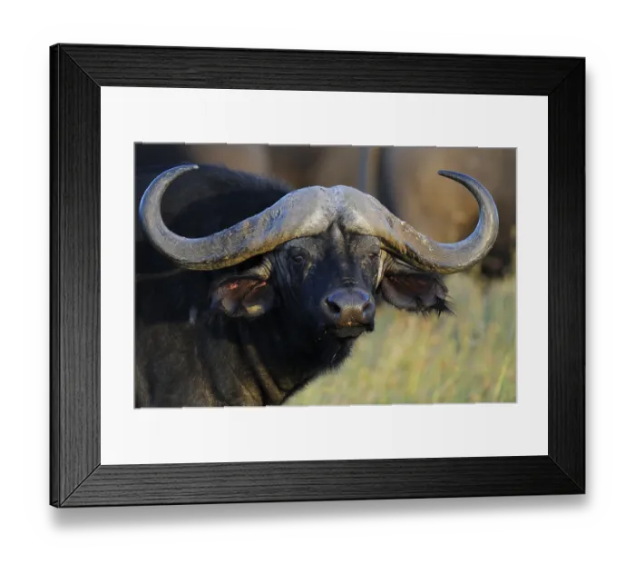 Framed Print : African Buffalo or Cape Buffalo (Syncerus caffer)