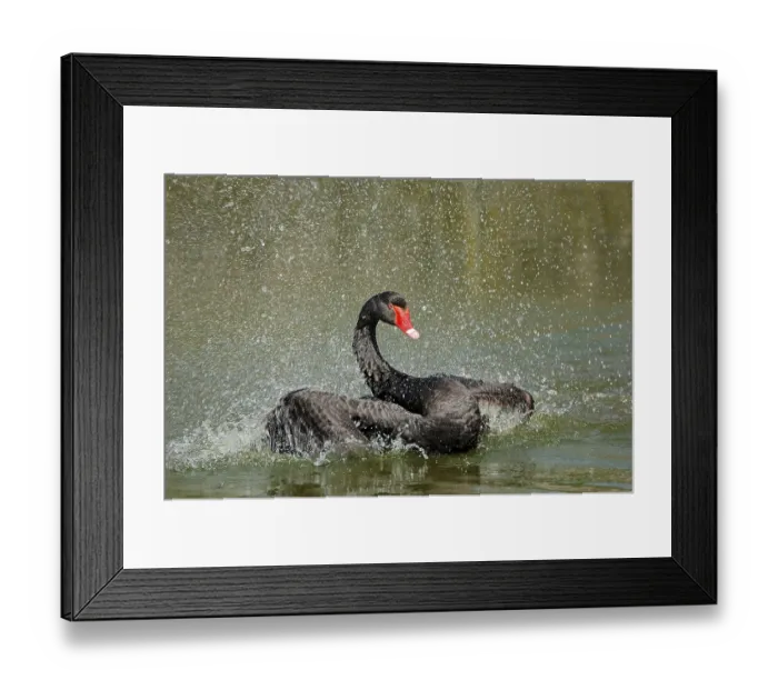 Framed Print : Black swan (Cygnus atratus), bathing Framed Print : Black swan (Cygnus atratus), bathing