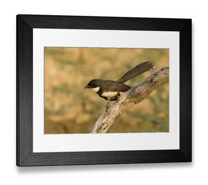 Framed Print : Malaysian Pied Fantail (Rhipidura javanica) perched on a branch