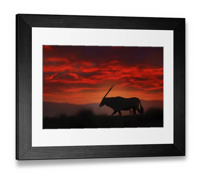 Framed Print : Oryx with orange sand dune evening sunset