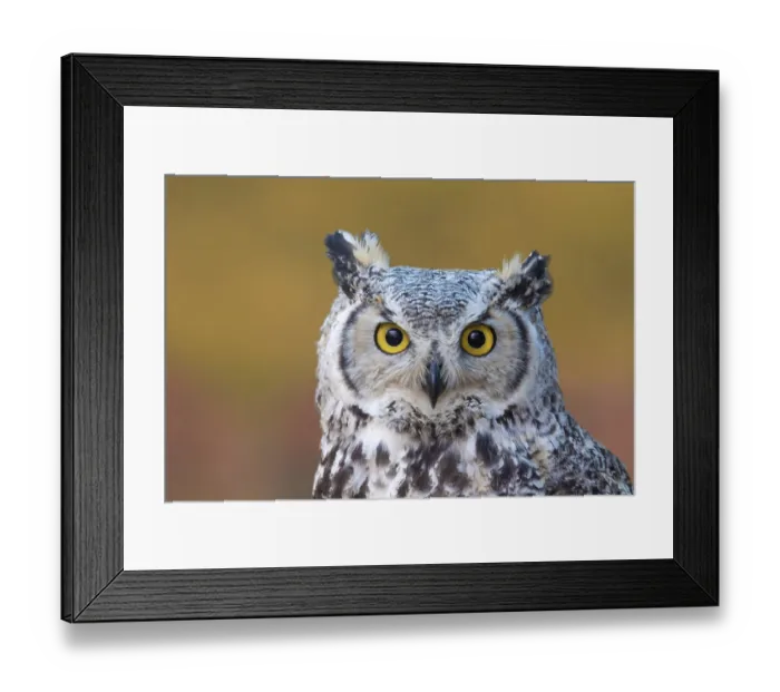 Framed Print : A Great Horned Owl, Bubo virginianus Framed Print : A Great Horned Owl, Bubo virginianus
