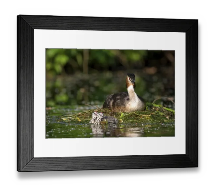 Framed Print : HHooded grebe (Podiceps cristatus) Framed Print : HHooded grebe (Podiceps cristatus)