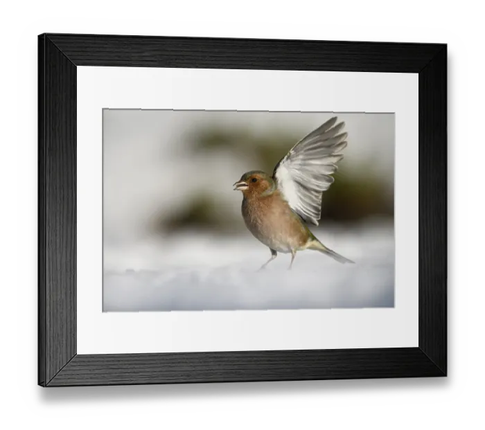 Framed Print : Chaffinch (Fringilla coelebs), male