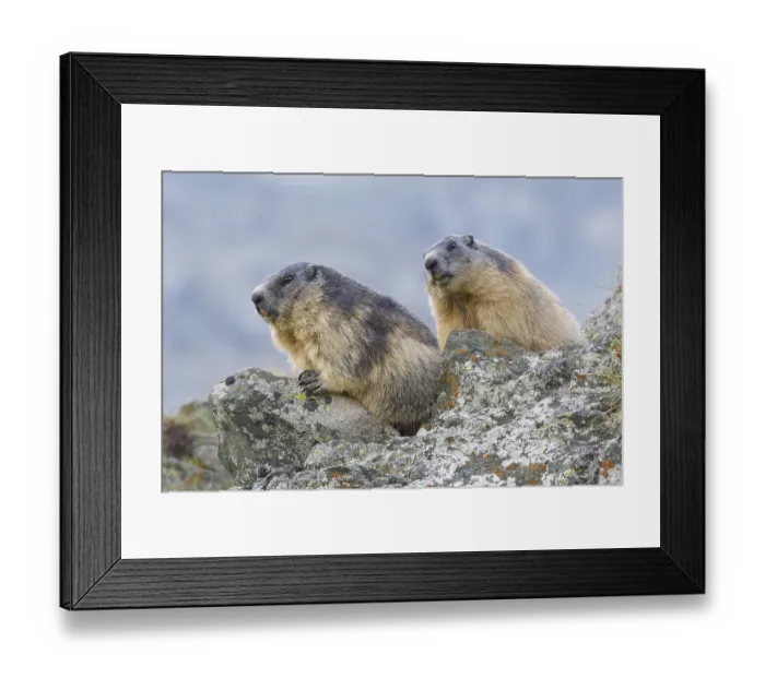 Framed Print : Alpine Marmot (Marmota marmota) on rocks