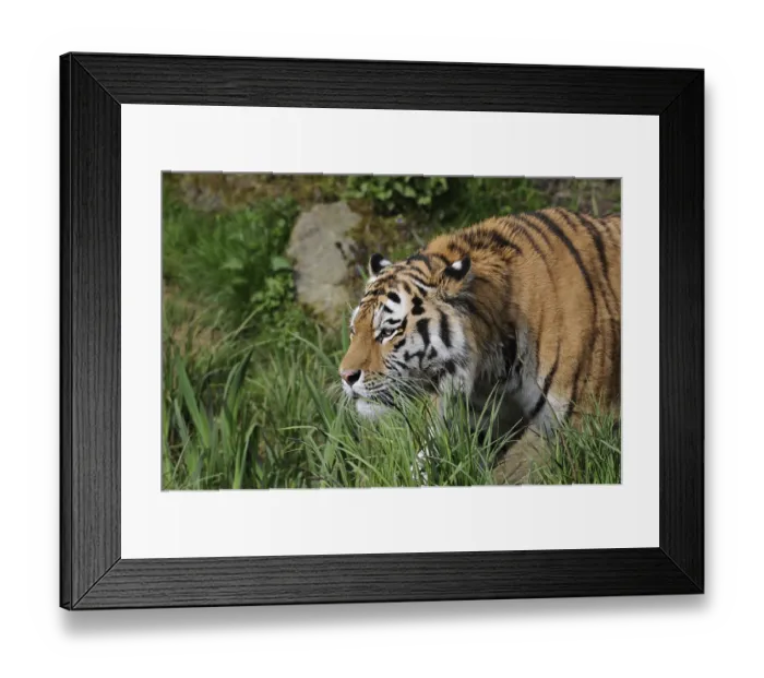 Framed Print : Siberian tiger, Amur tiger (Panthera tigris altaica) Framed Print : Siberian tiger, Amur tiger (Panthera tigris altaica)