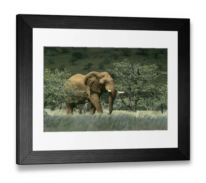 Framed Print : African Bush Elephant (Loxodonta africana) near Sesfontein