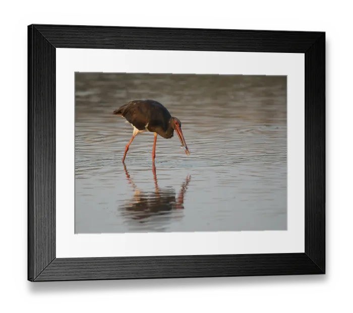 Framed Print : Black Stork (Ciconia nigra), Lesbos