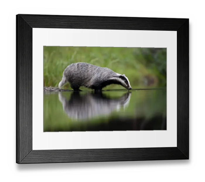 Framed Print : European badger (Meles meles) at a lake with reflection Framed Print : European badger (Meles meles) at a lake with reflection