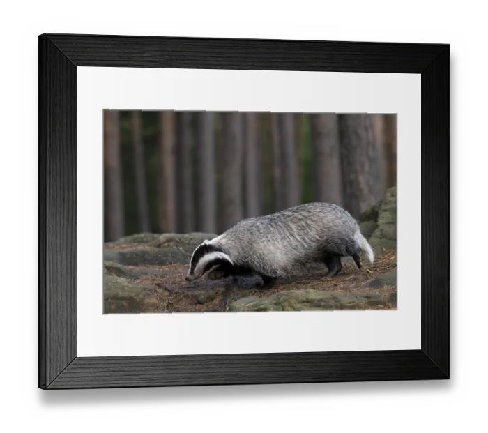 Framed Print : European badger (Meles meles) in the forest