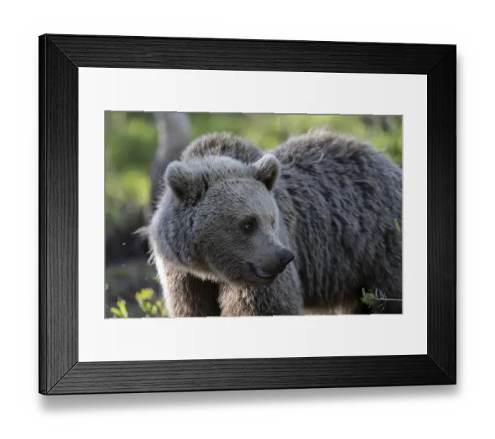 Framed Print : European brown bear, Karelia, Finland, Europe Framed Print : European brown bear, Karelia, Finland, Europe