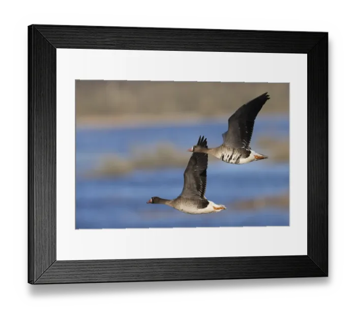 Framed Print : White-fronted Goose (Anser albifrons)