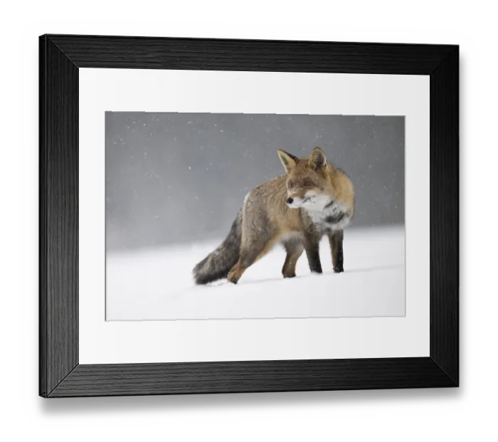 Framed Print : Red fox in the snow, Steinborn Framed Print : Red fox in the snow, Steinborn