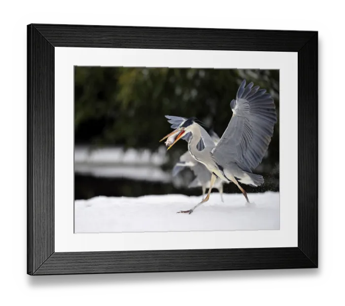 Framed Print : Grey Heron (Ardea cinerea) in winter