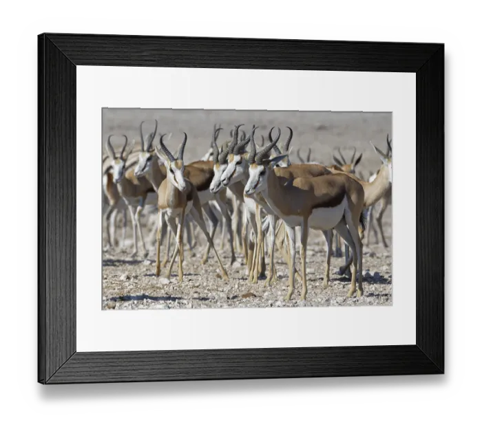 Framed Print : Springboks (Antidorcas marsupialis)