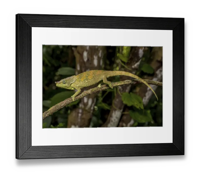 Framed Print : Malthes elephant-eared chameleon (Calumma cf) Framed Print : Malthes elephant-eared chameleon (Calumma cf)