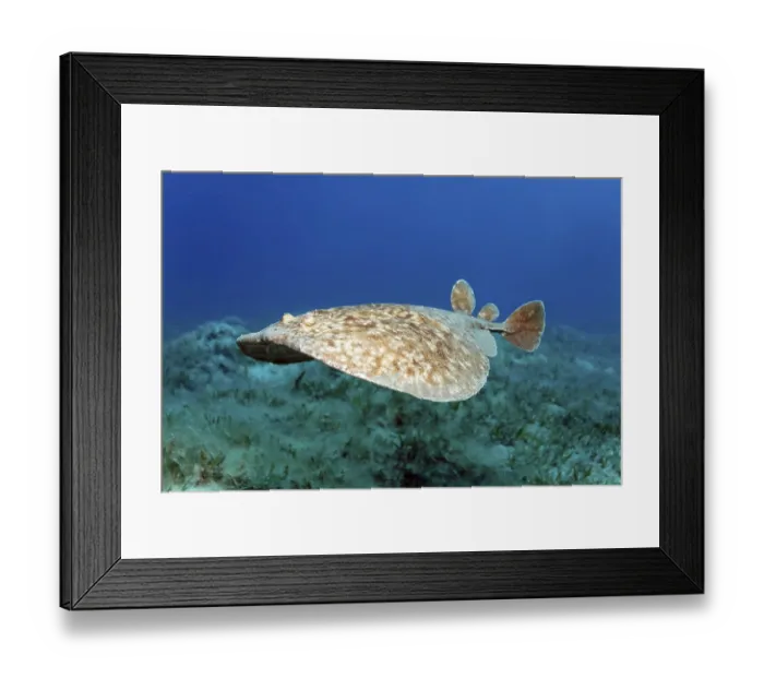 Framed Print : Leopard Torpedo (Torpedo panthera) above seaweed