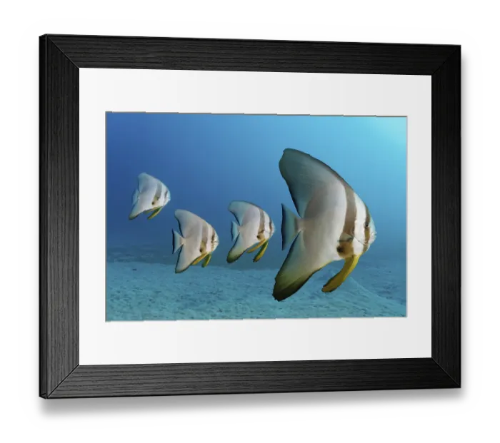Framed Print : Four Teira batfish (Platax teira)