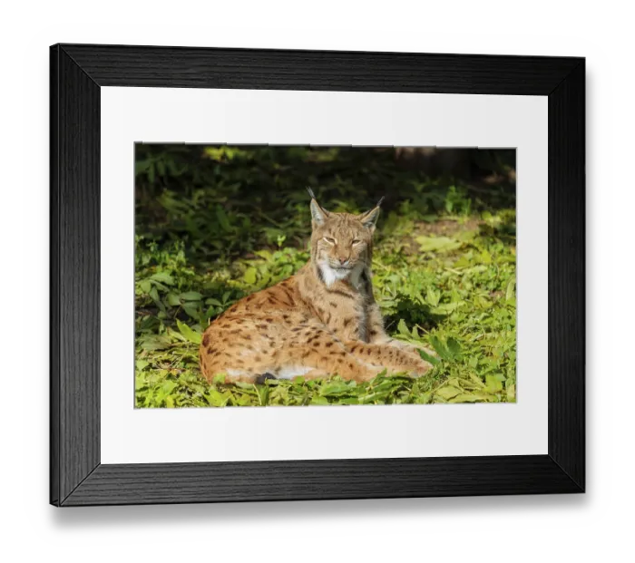 Framed Print : A Eurasian lynx (Lynx lynx) rests on a green meadow and enjoys the warmth of the early morning sun