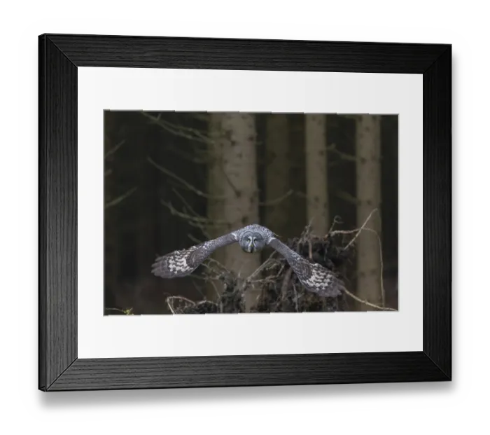 Framed Print : One great grey owl (Strix nebulosa) flying through a spruce forest